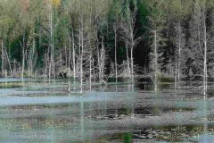 ASchlarb_Dead-Trees-in-Swamp-Anita-Schlarb