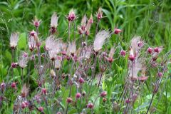 ASchlarb_Prairie-Smoke-Anita-Schlarb