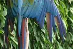 ASchlarb_Scarlet-Macaw-Anita-Schlarb
