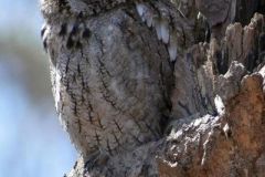 ASchlarb_Screech-Owl-on-Edge-Anita-Schlarb