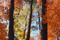 Anita_Schlarb-1-Colors-1-at-ML-Landscape-Anita-Schlarb