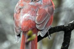 Anita_Schlarb-2-Rear-View-Cardinal-Anita-Schlarb