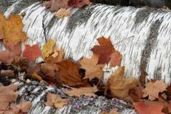 Anita_Schlarb-Birches-at-MacNamara-Trail-Anita-Schlarb