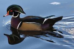 Anita_Schlarb1-Wood-Duck-on-Blue-Water-Anita-Schlarb