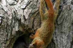 RTST-Anita_1-Squirrel-Love-Anita-Schlarb
