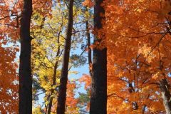 RTST-Anita_2-Fall-Colors-at-Mud-Lake-Anita-Schlarb
