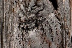 RTST-Anita_3-Screech-Owl-Camouflage-Anita-Schlarb
