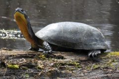 RTST-Anita_5-Blandings-Turtle-Anita-Schlarb