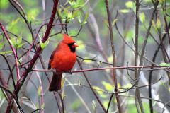Schlarb_1_Cardinal-at-Kitchen-Window-Anita-Schlarb