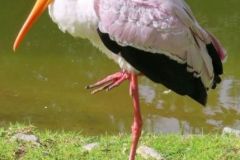 Schlarb_2_Yellow-Billed-Stork-Anita-Schlarb