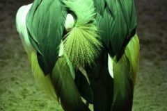 Schlarb_3_Grey-Necked-Crown-Crane-Preening-Anita-Schlarb