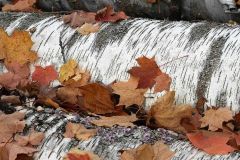 Schlarb_5_Birches-at-MacNamara-Trail-Anita-Schlarb