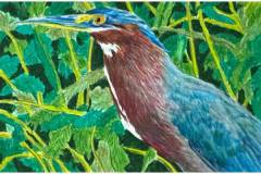 CAB-216-Green-Heron-on-the-Hunt-M-B