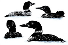 Cheryl-Beillard-Loon-Study-M-B