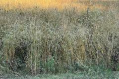 CherylB-Grasses