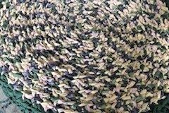 Burchell_05-Connie-Burchell