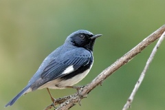 1_JordanW02-Jordan-Walmsley