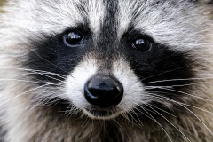 1_JordanW04-Jordan-Walmsley