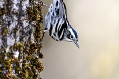 JordanW03-Jordan-Walmsley